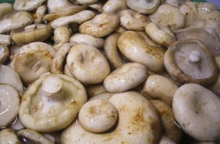 Грузди маринованные - фото шага 1